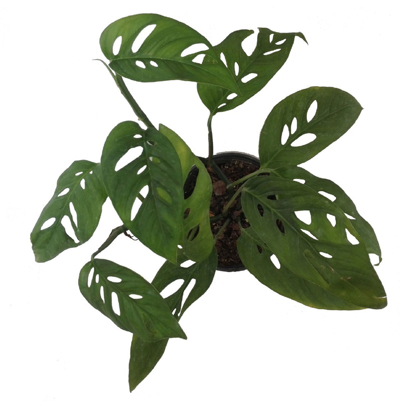 گل طبیعی پیتوس حصیری سبز کد 102