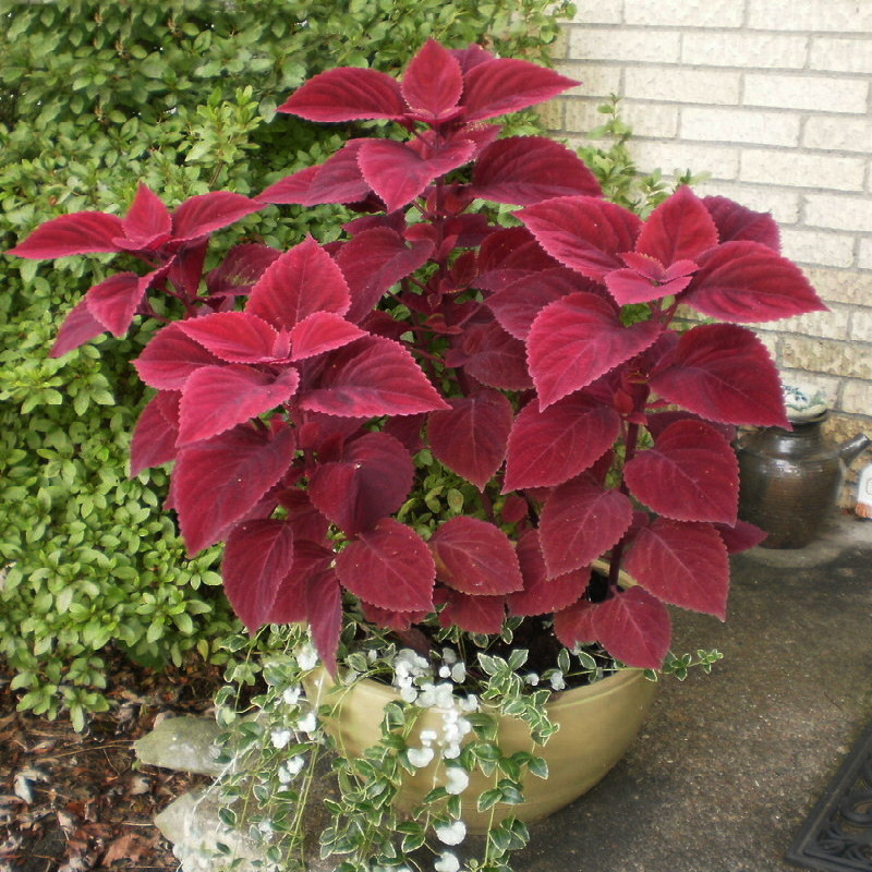 بذر گل حسن یوسف واولت رد سانیا سید مدل SS60