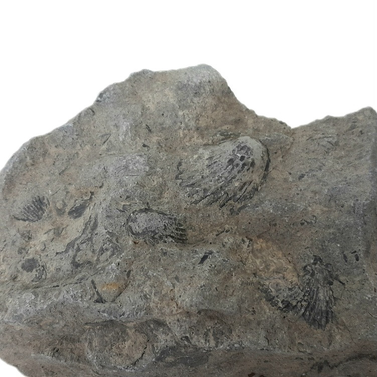 سنگ راف مدل فسیل صدف کد 162