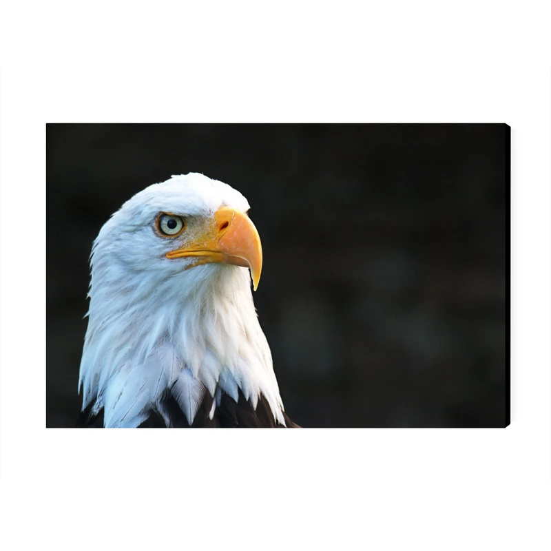 تابلو شاسی عرش مدل فانتزی عقاب کد As3278