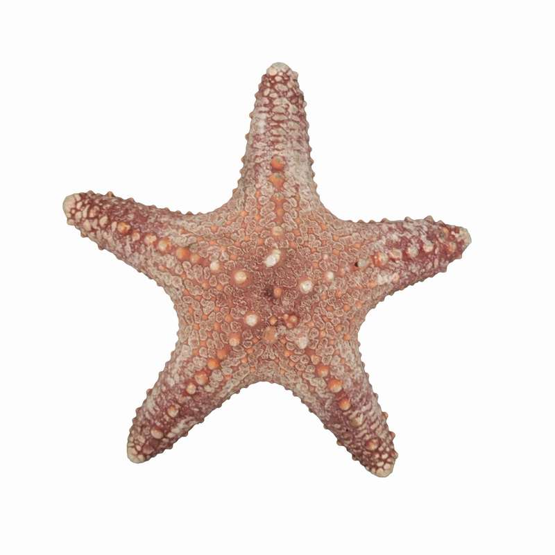 ستاره دریایی تزیینی مدل w24