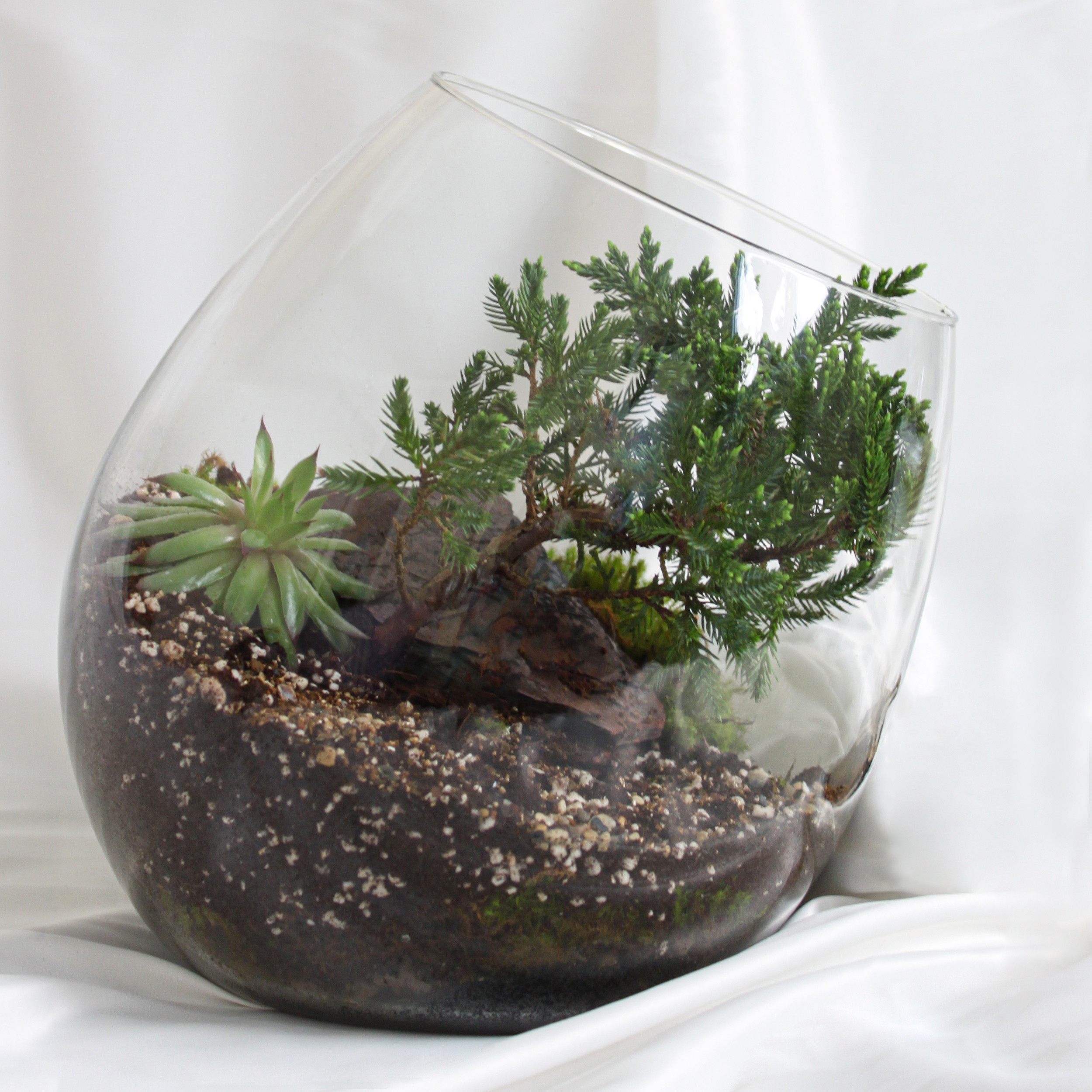 تراریوم گیاه طبیعی کد zhp-999