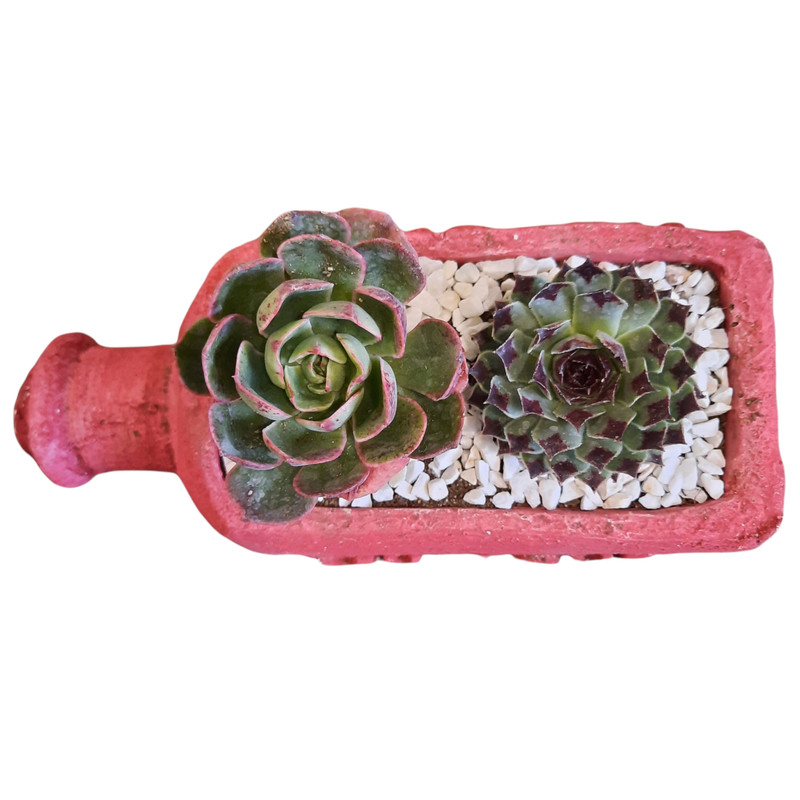 گیاه طبیعی اچوریا و لب ماتیکی طرح بطری عشق