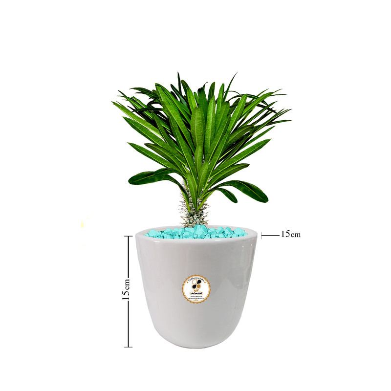 گیاه طبیعی نخل ماداگاسکار شرکت گلباران سبز گیلان مدل GN12-19S