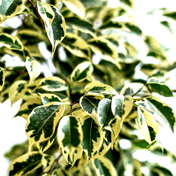 گل طبیعی فیکوس بنجامین ابلق تافکو کد 2031