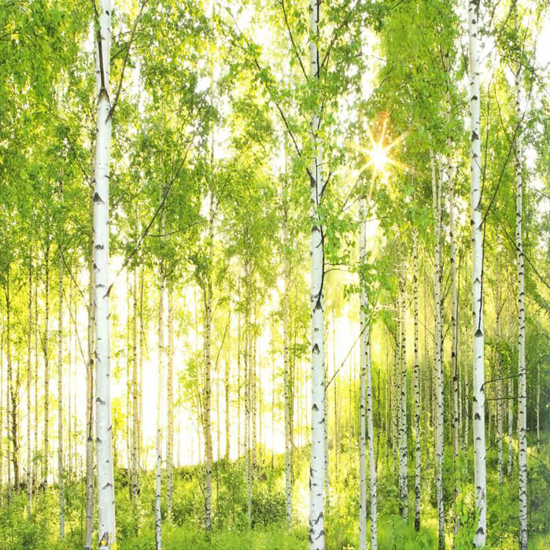 پوستر دیواری کومار مدل 8-519