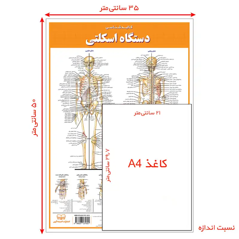 پوستر آموزشی انتشارات اندیشه کهن مدل کالبدشناسی دستگاه اسکلتی کد 35-50