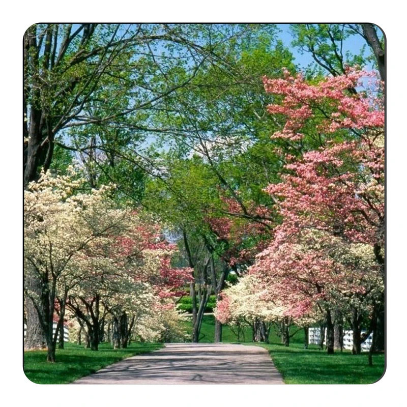  مگنت طرح شکوفه های بهاری کد NIM1792