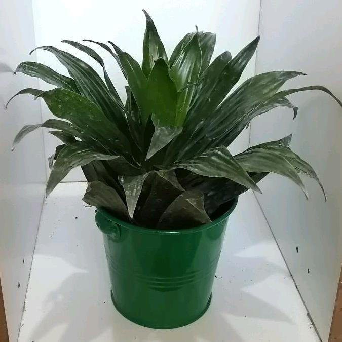 گیاه طبیعی دراسنا کامپکت کد zf04