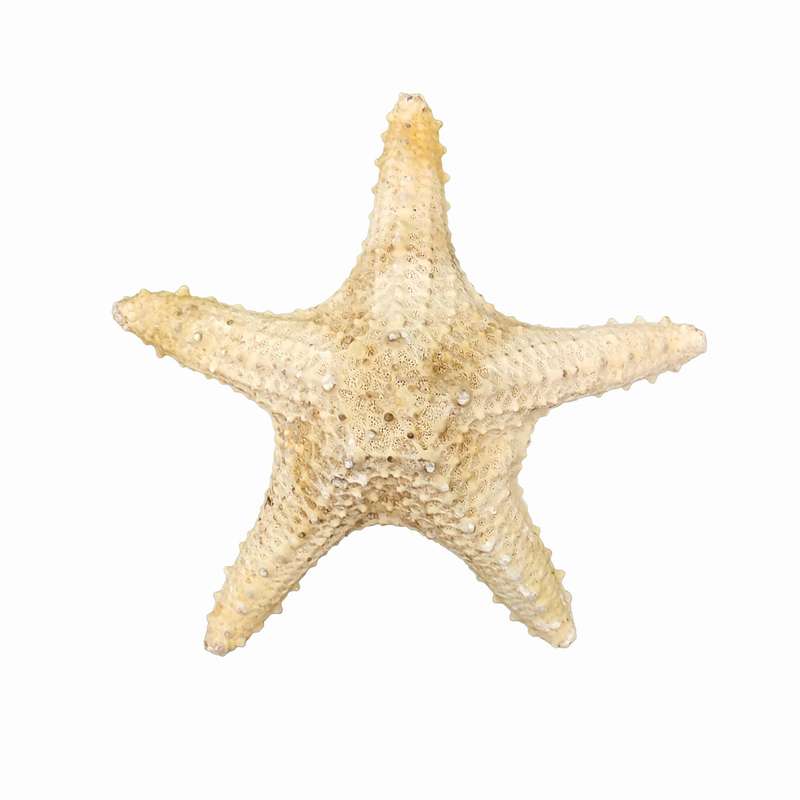 ستاره دریایی تزیینی مدل n6