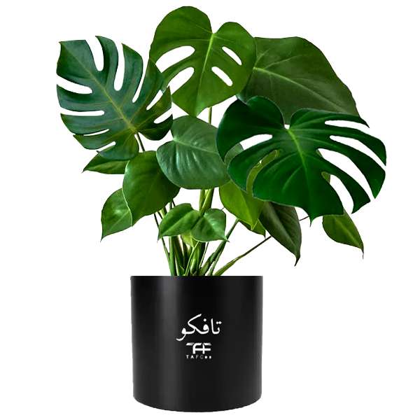 گیاه طبیعی مانسترا تافکو مدل پنجه شیری کد 2x گیاه طبیعی مانسترا تافکو مدل پنجه شیری کد 2x