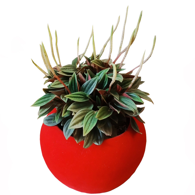 گیاه طبیعی پرومیا روسو مدل D-18 گیاه طبیعی پرومیا روسو مدل D-18