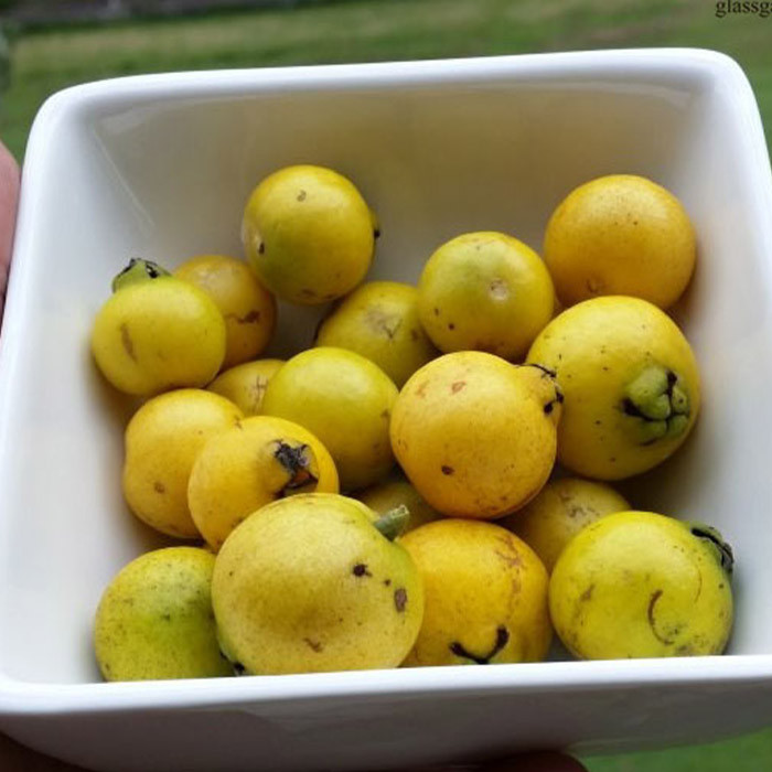 بذر میوه گواوا زرد گیلاسی توت فرنگی گلس گاردن مدل GL10