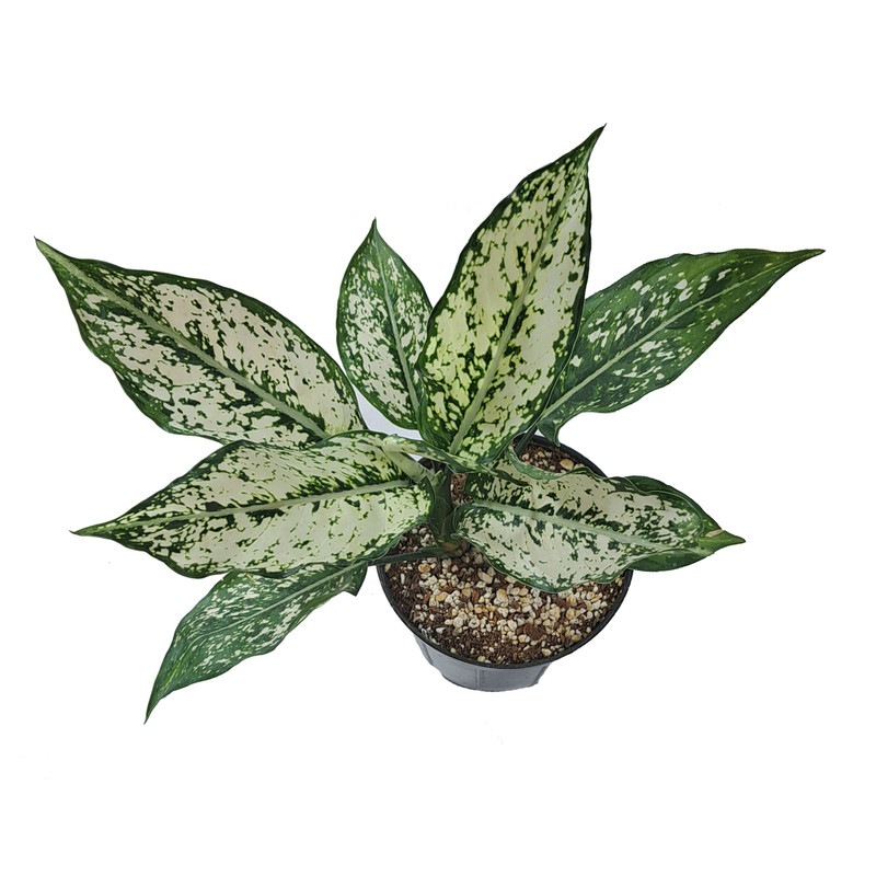 گیاه طبیعی آگلونما کد 001