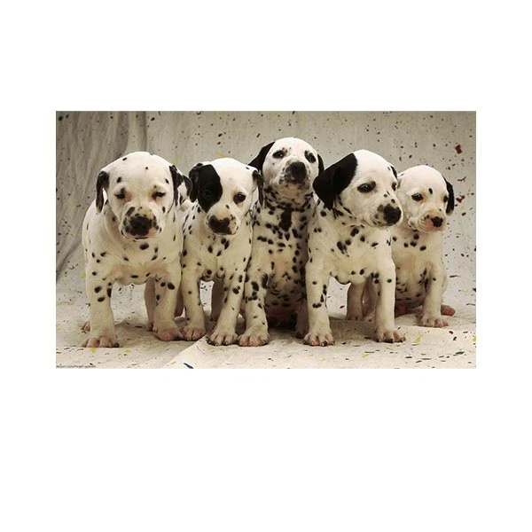    پادری طرح حیوانات کد M35M001-MA0080 سایز 76x46 سانتی متر