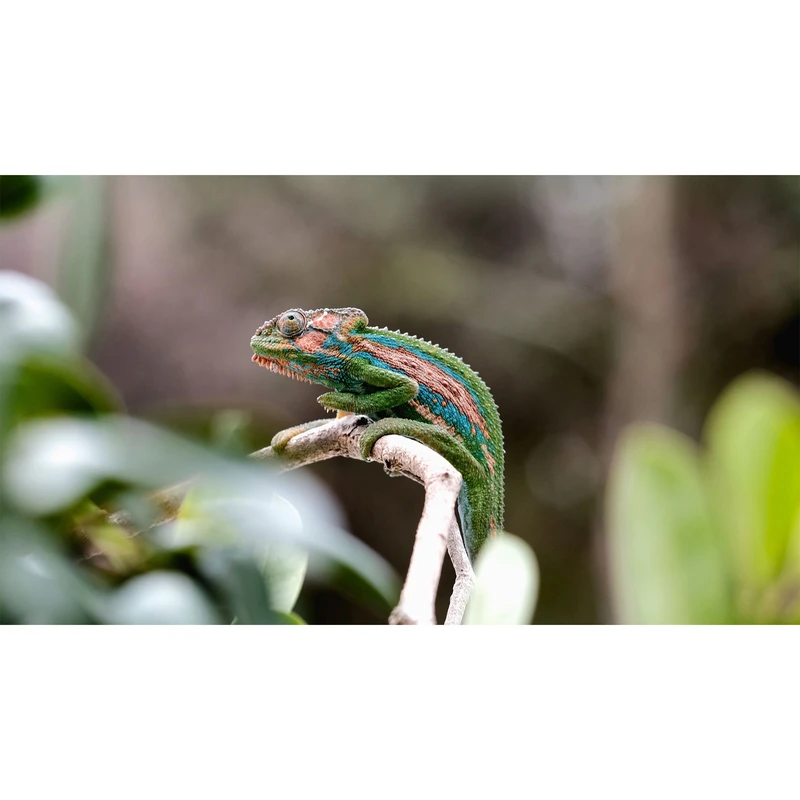 تابلو شاسی طرح آفتاب پرست کاملیون مدل T7755