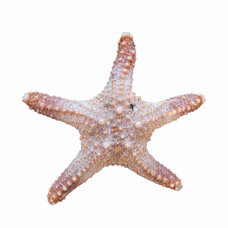 ستاره دریایی تزیینی مدل w1
