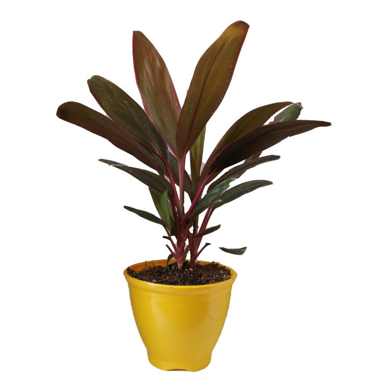 گیاه طبیعی کردلین کد up03 گیاه طبیعی کردلین کد up03