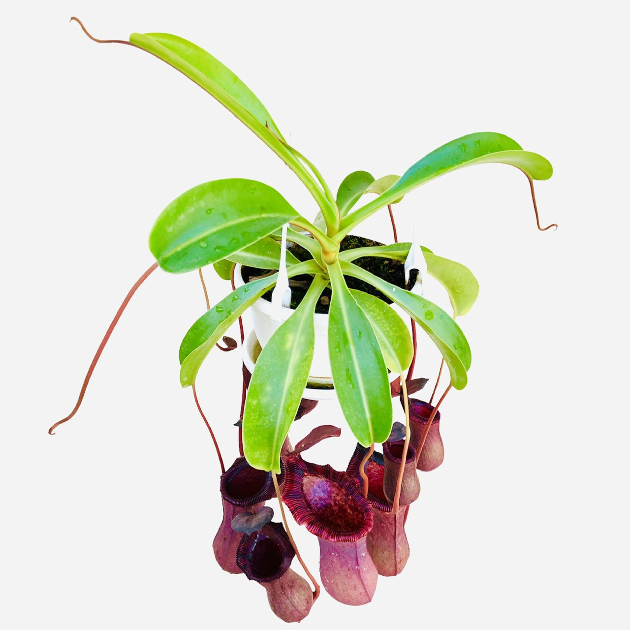 کیاه طبیعی گوشتخوار نپنتس مدل Lowii x Ventricosa کیاه طبیعی گوشتخوار نپنتس مدل Lowii x Ventricosa