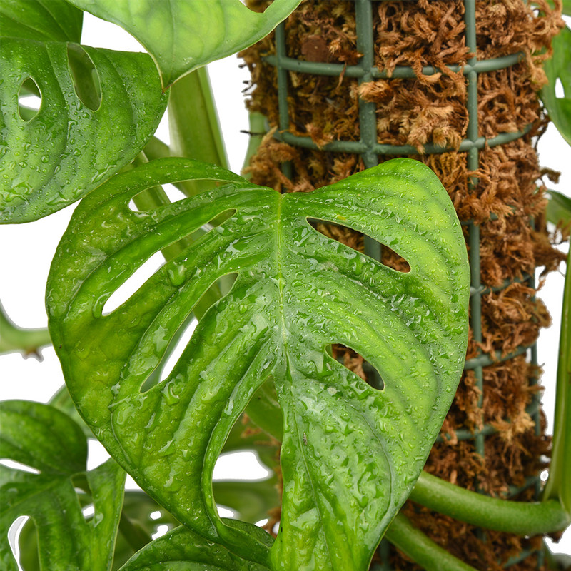 گیاه طبیعی پتوس مدل حصیری پایه دار کد 10453/2202