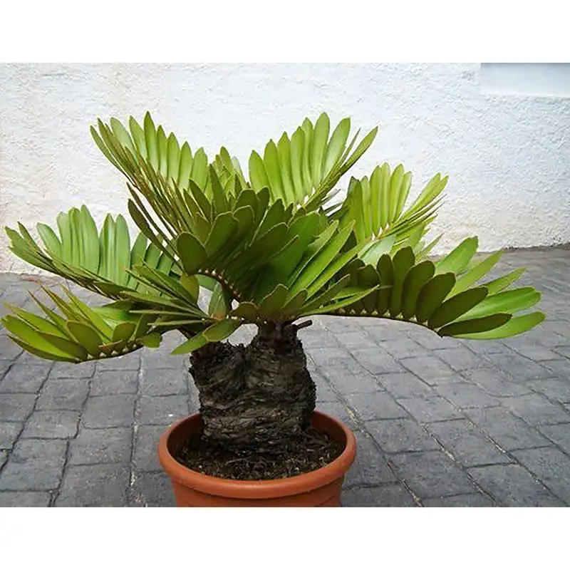 بذر نخل سیکاس زامیا فصل سبز کد FSSEED-042