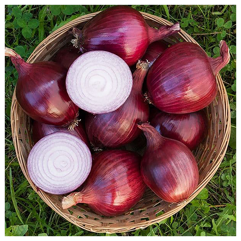 بذر پیاز قرمز گرین فارم کد GR 13 بسته 2 عددی