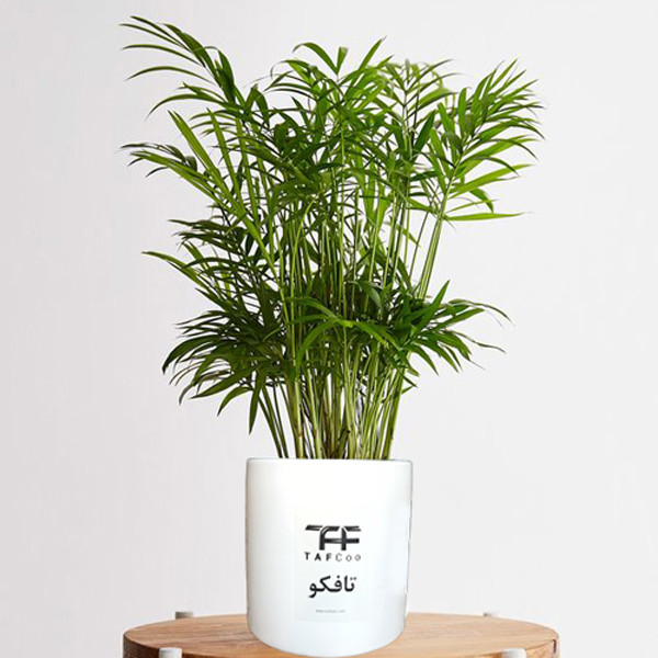 گل طبیعی شامادورا تافکو کد 2x گل طبیعی شامادورا تافکو کد 2x