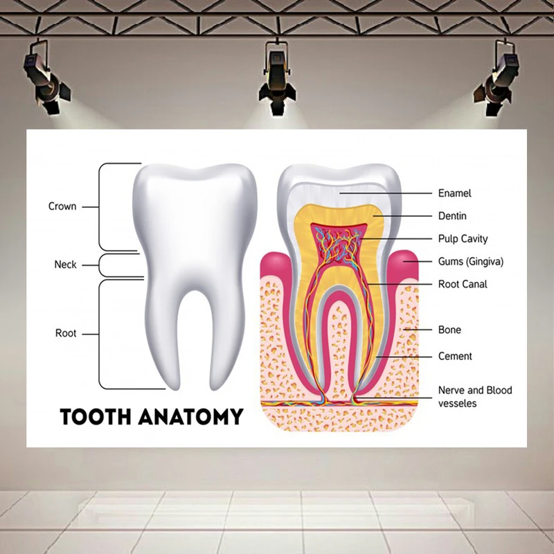 تابلو بوم طرح مخمل دندان پزشکی مدل آناتومی دندان کد AR305522