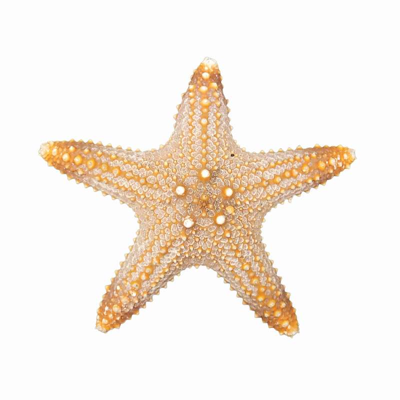 ستاره دریایی تزیینی مدل n5