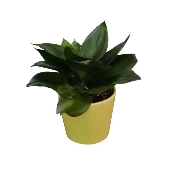 گیاه طبیعی سانسوریا مدل 03