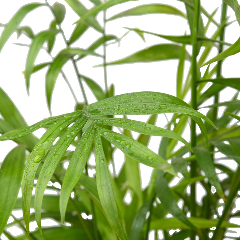 گیاه طبیعی نخل شامادورا کد 11022/2202 گیاه طبیعی نخل شامادورا کد 11022/2202