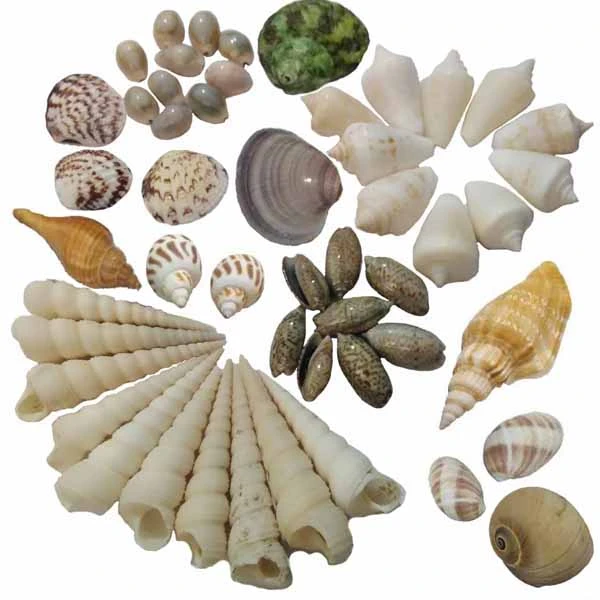 عکس شماره 2 : صدف تزئینی مدل w50 مجموعه 50 عددی