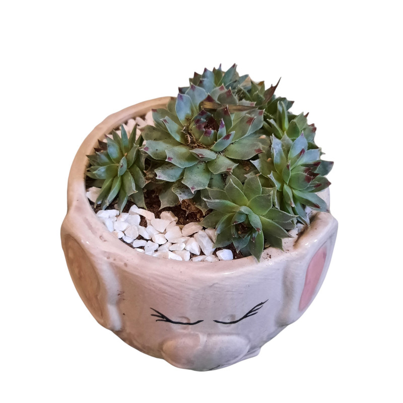 گیاه طبیعی سمپریوم لب ماتیکی طرح فیل کد AS گیاه طبیعی سمپریوم لب ماتیکی طرح فیل کد AS