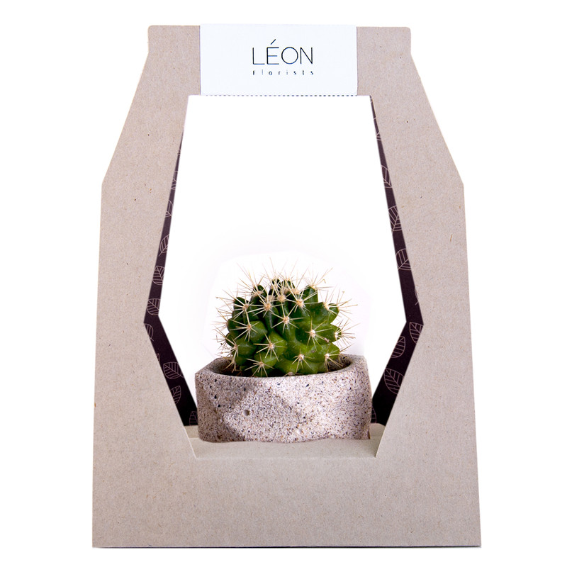 گیاه طبیعی کاکتوس لئون کد C101