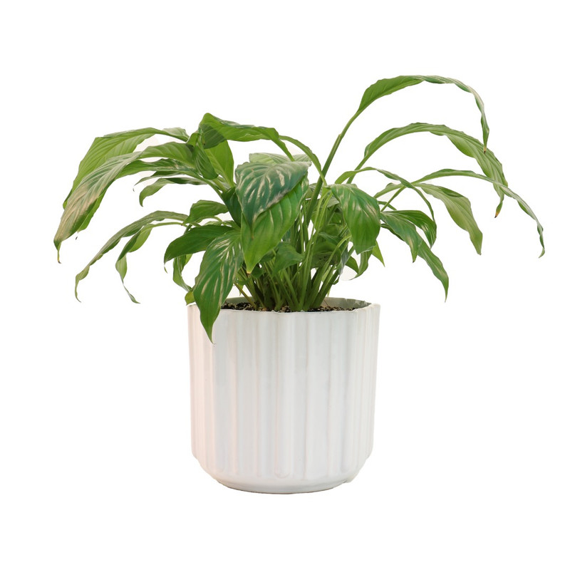 گیاه طبیعی اسپاتی فیلوم مدل sp1