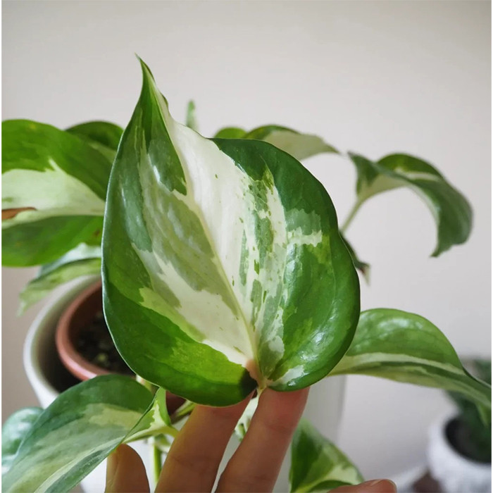 گیاه طبیعی پوتوس مدل منجولا کد 320 گیاه طبیعی پوتوس مدل منجولا کد 320