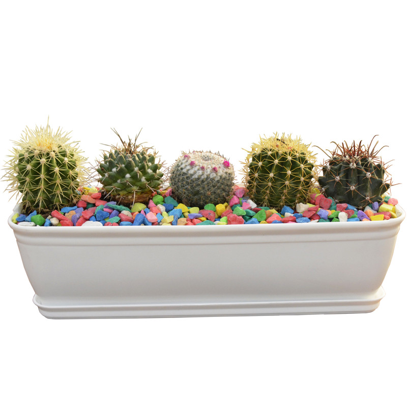 گیاه طبیعی کاکتوس مدل دیش گاردن مستطیلی کد 001 گیاه طبیعی کاکتوس مدل دیش گاردن مستطیلی کد 001