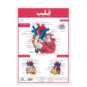 پوستر آموزشی انتشارات اندیشه کهن مدل کالبدشناسی قلب کد 35-50