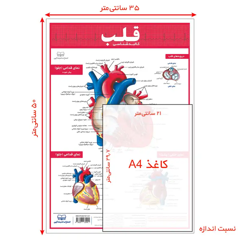 پوستر آموزشی انتشارات اندیشه کهن مدل کالبدشناسی قلب کد 35-50