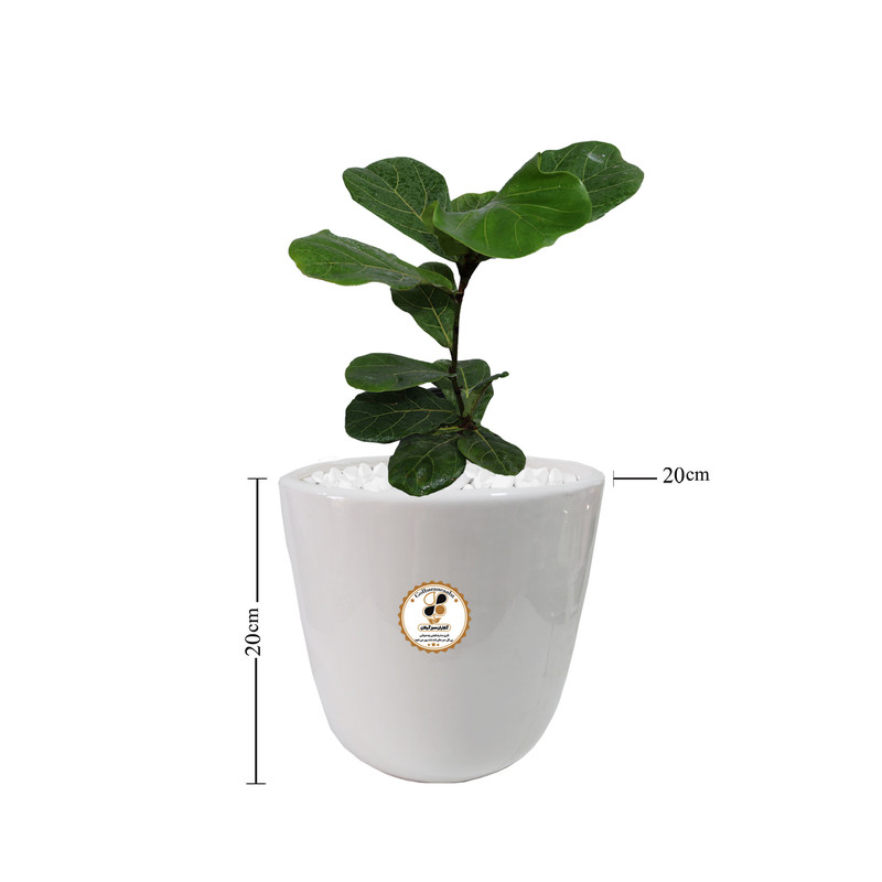 گیاه طبیعی فیکوس آفریقایی شرکت گلباران سبز گیلان مدل GN13-2M