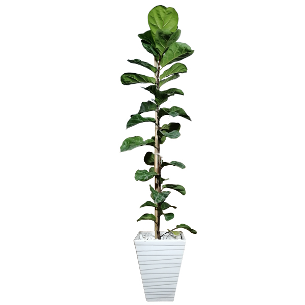 گیاه طبیعی فیکوس مدل 01