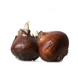 پیاز گل لاله هلندی مدل بزرگ بسته 2 عددی
