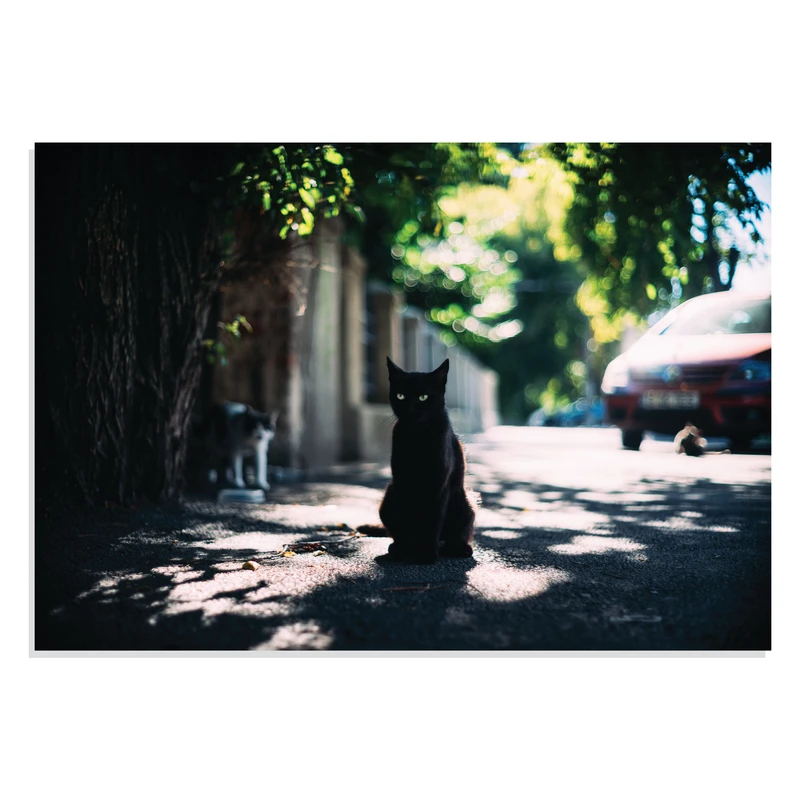 پوستر طرح گربه سیاه در خیابان Black Cat in Street مدل NV0907