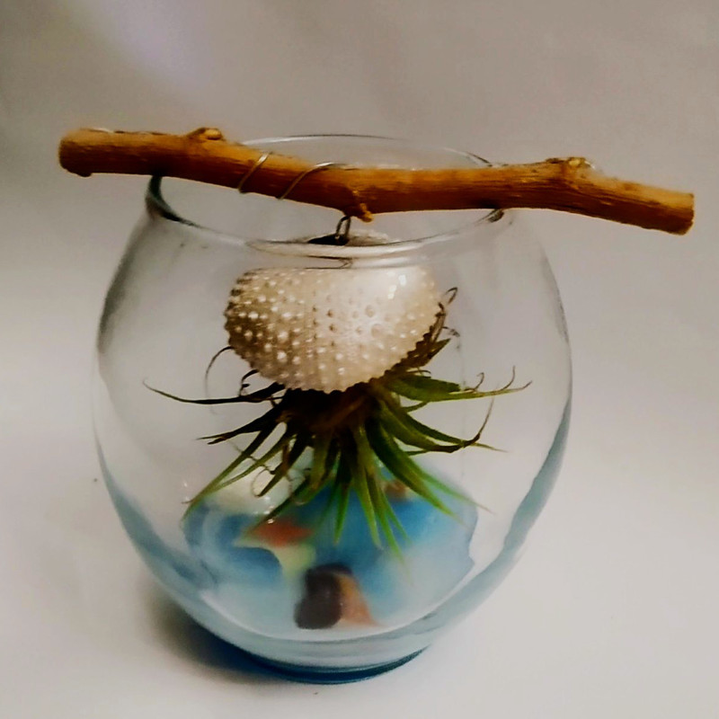 گیاه طبیعی آیونانتا مدل C-50 گیاه طبیعی آیونانتا مدل C-50