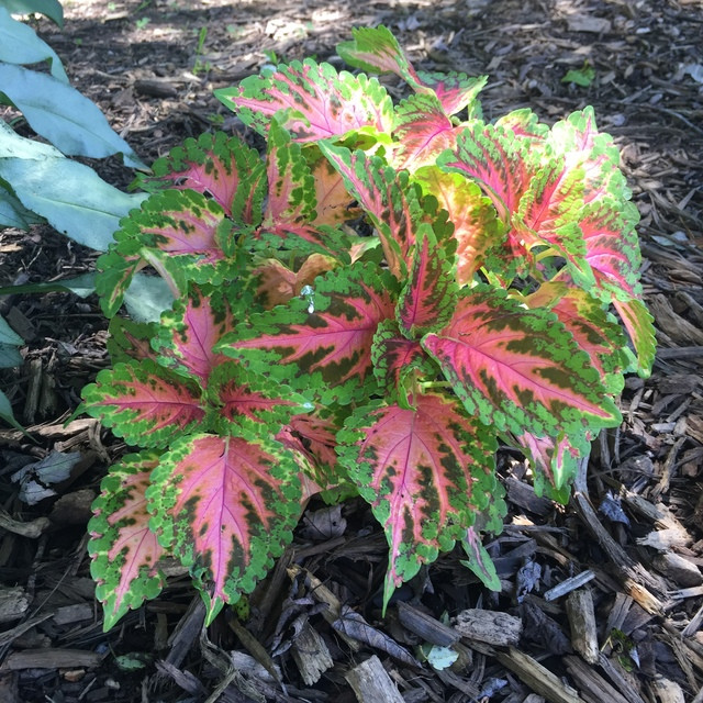 بذر گل حسن یوسف سانرایز سانیا سید مدل Sunrise