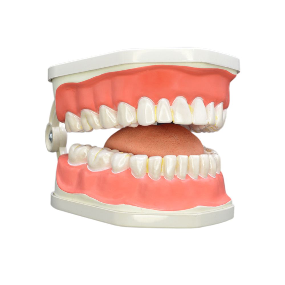 بازی آموزشی مولاژ دندان انسان مدل Dentalcare2 -  - 2