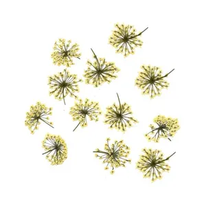 گل خشک نرلین مدل مینیاتوری autumny بسته 12 عددی