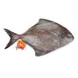 استیک ماهی حلوا سیاه تازه جنوب - 2000 گرم