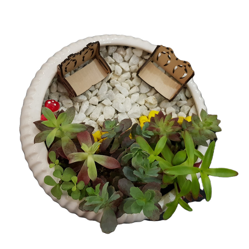 گیاه طبیعی دیش گاردن ساکولنت مدل 127 گیاه طبیعی دیش گاردن ساکولنت مدل 127