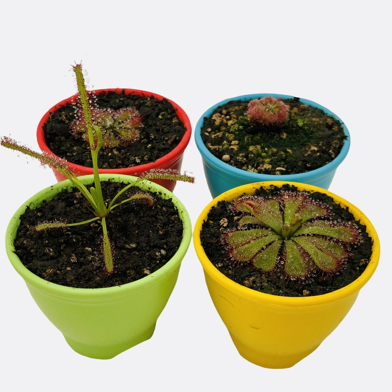گیاه طبیعی گوشتخوار دروزرا مدل Dro04 مجموعه 4 عددی